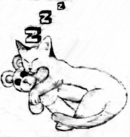 Sleeping Cat 01/06